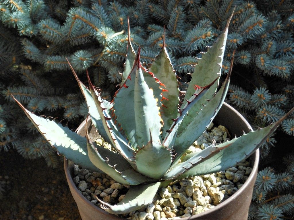 アガベ　パルメリー　屈原の舞扇錦　縞斑　子株付き　サボテン アガベ パルメリー 屈原の舞扇錦 縞斑 子株付き サボテン アガベ