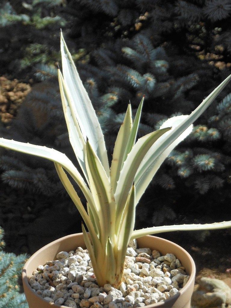 アガベ』 【ミルキーホワイト】 （ビビパラ ウッドロイ） : 【My