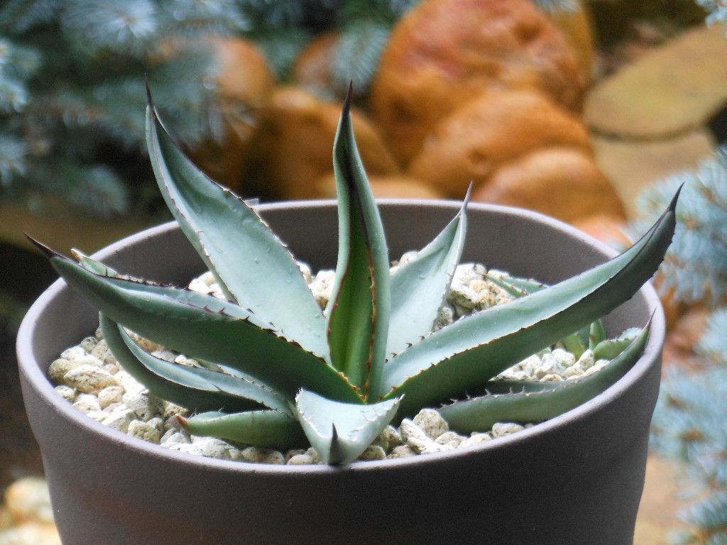 現品】アガベ ニグラ ”シャークスキン” 8号 A7番 現品】アガベ ニグラ