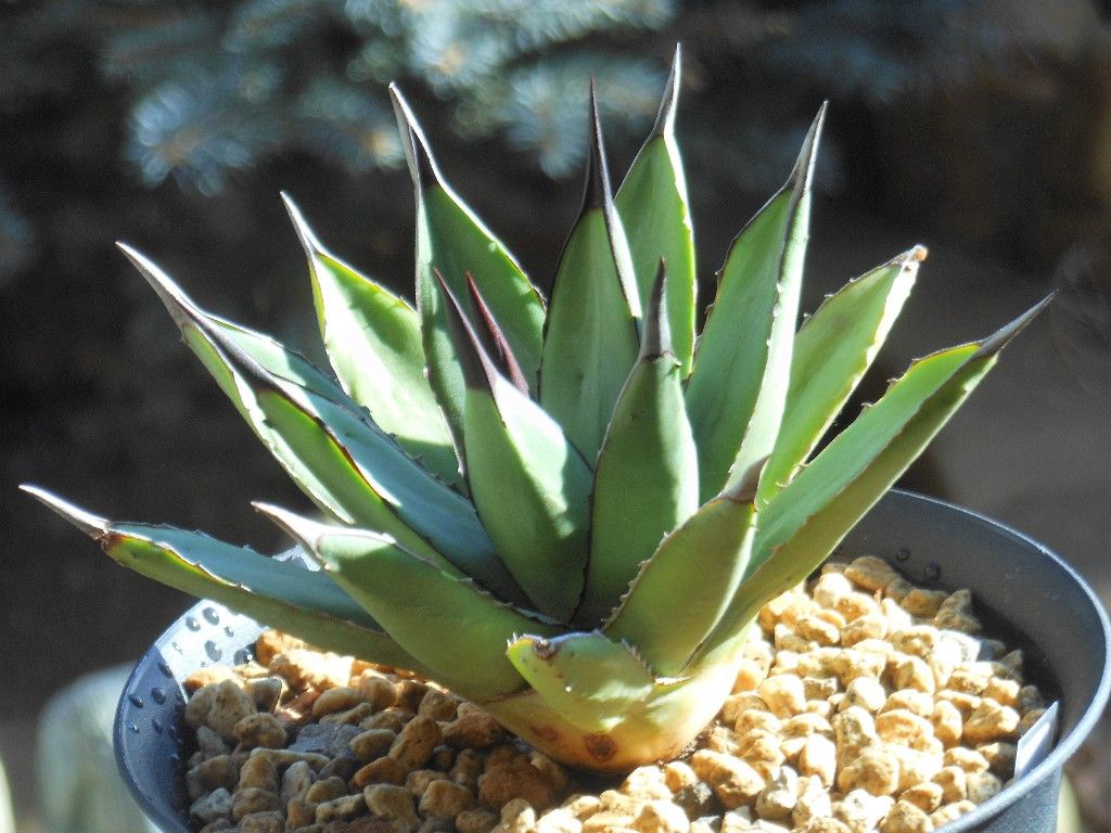 アガベ』【リトルシャーク】 : 【My Favorite Plants】