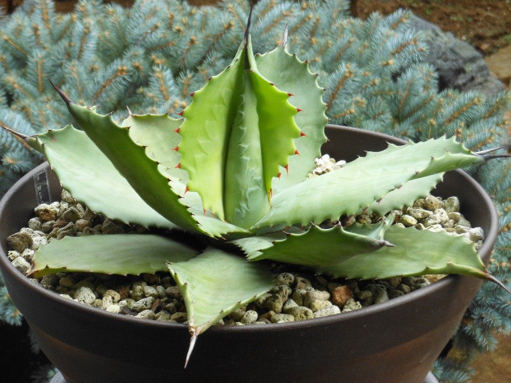 アガベ』 【Mr リップル】（ミスター リップル） : 【My Favorite Plants】