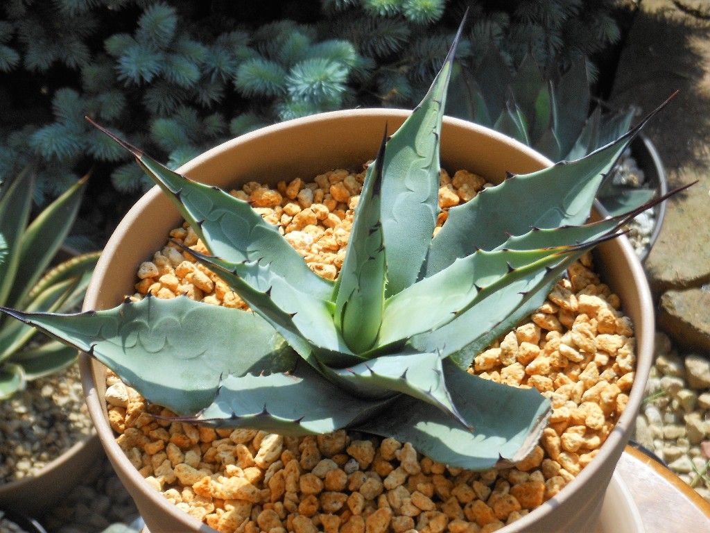 アガベ パリー ネオメキシカーナ I アガベ パリー ネオメキシカーナ agave prryi ssp.neomexicana 1