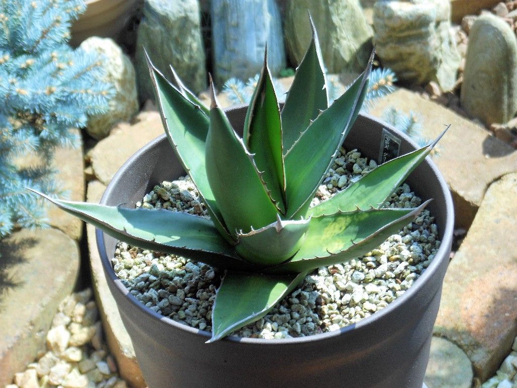 アガベ』 【パープソラム】or【ジェスブレイティー】（帝釈天