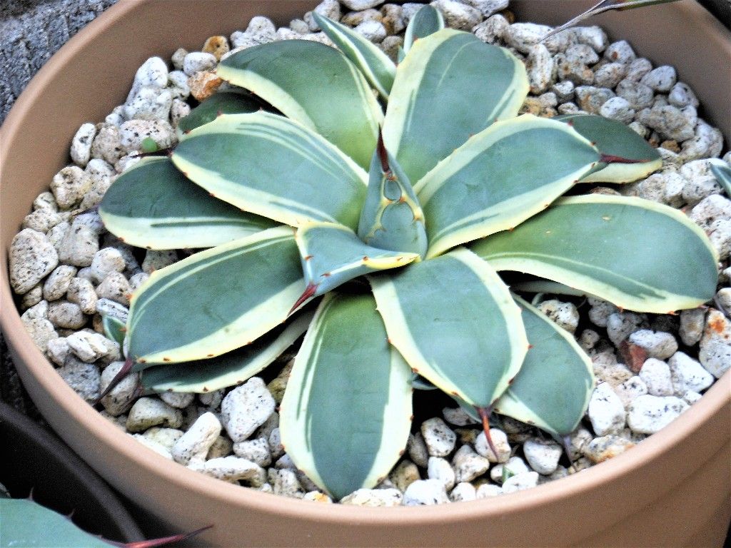 アカベ アプラナータ クリームスパイク 大株 アガベ・アプラナータ