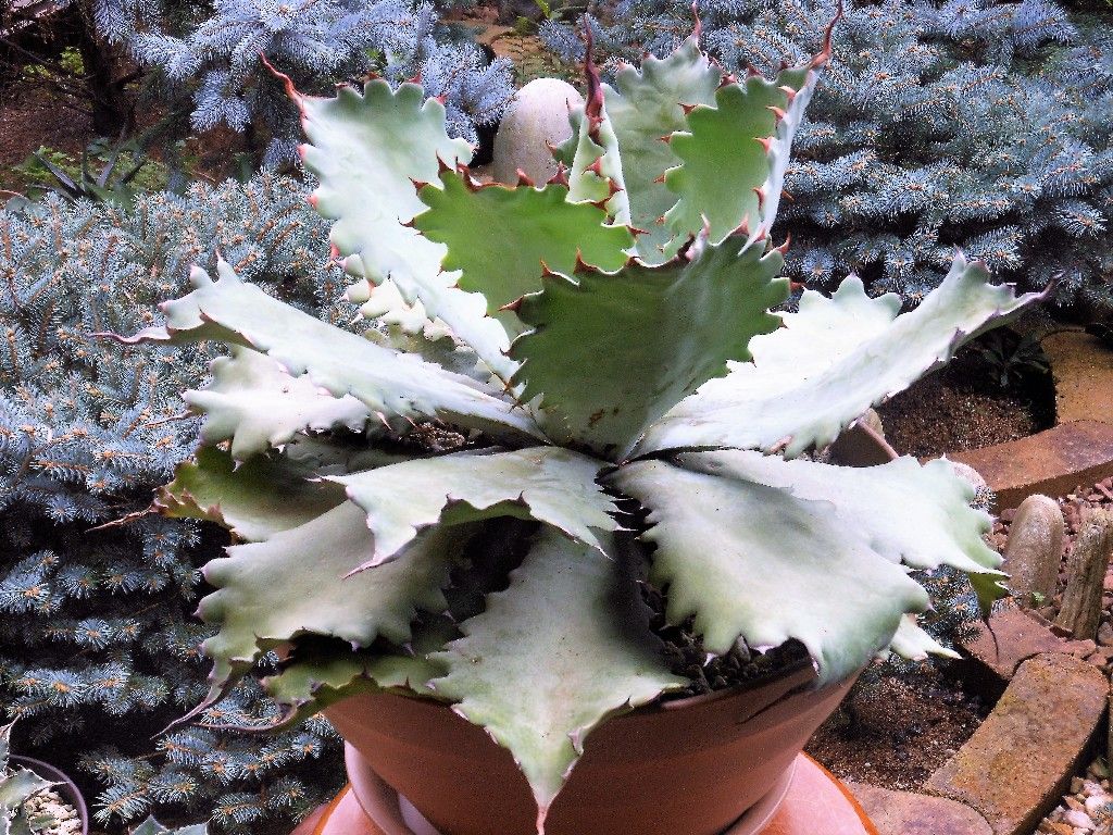 アガベ』 【キャメロンブルー】2 : 【My Favorite Plants】