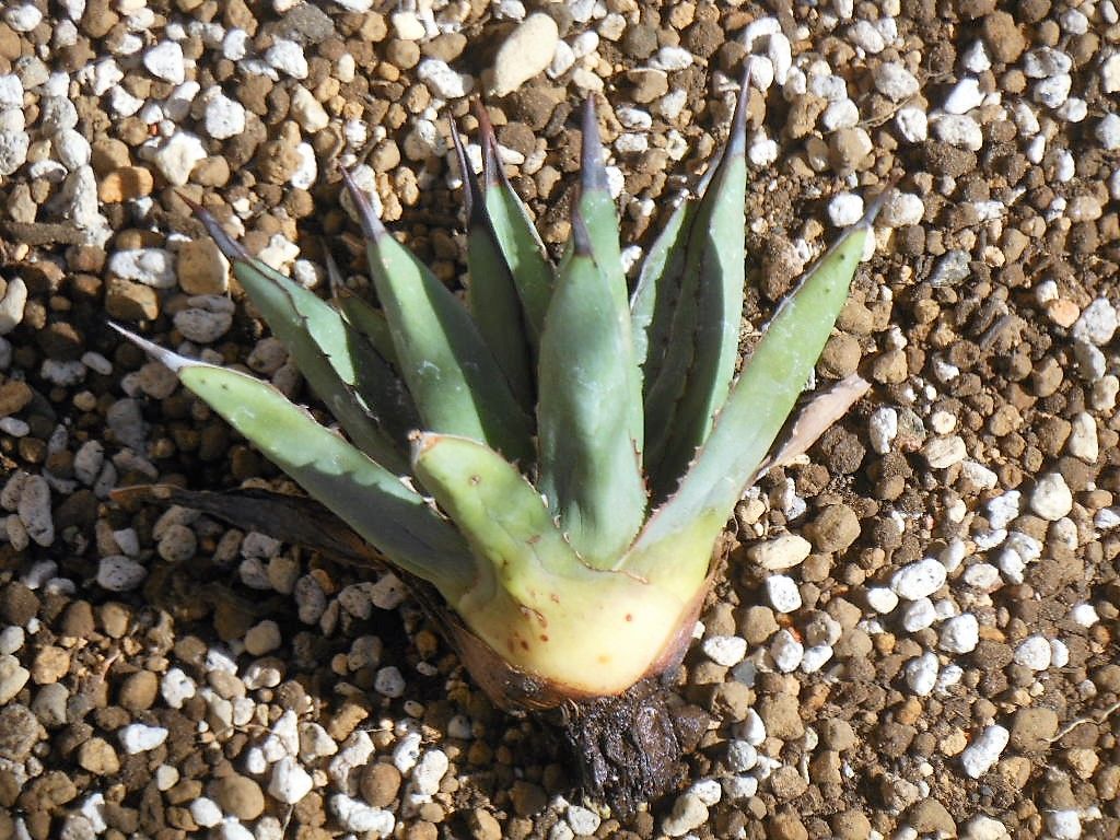 アガベ』【リトルシャーク】 : 【My Favorite Plants】