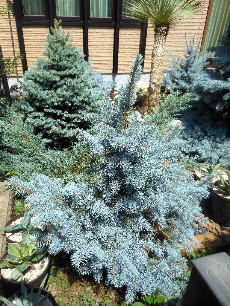 プンゲンストウヒ』 【モヘミー】 : 【My Favorite Plants】