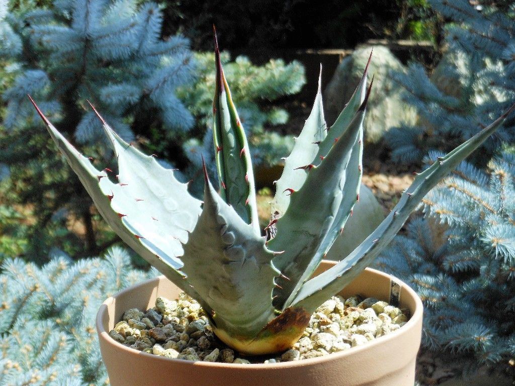 アガベ』 【ワコマヒー】 : 【My Favorite Plants】