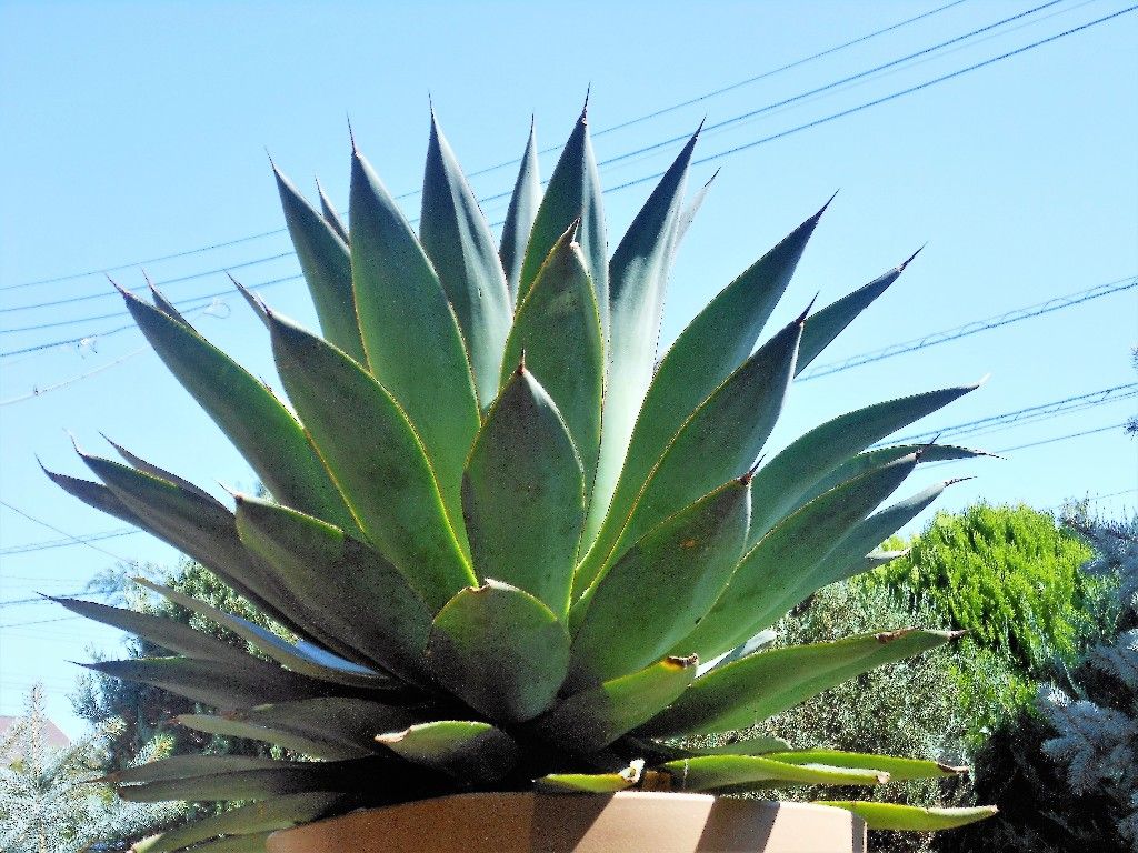 Blue Flame Agave (agave shawii x attenuata) – Urban Xeriscape