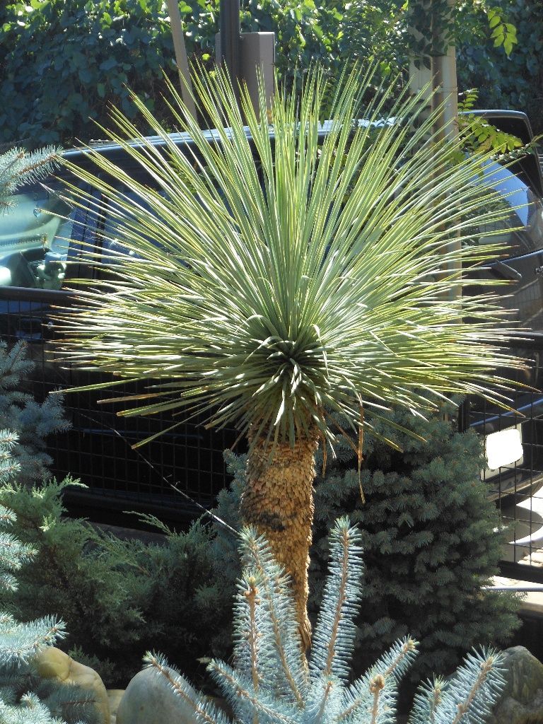 ユッカ』 【ロストラータ】 : 【My Favorite Plants】