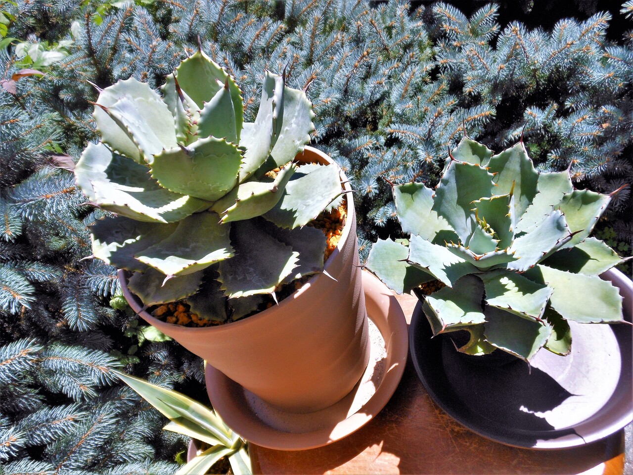 アガベ』【冥王】 : 【BOTANICAL MAJESTY】