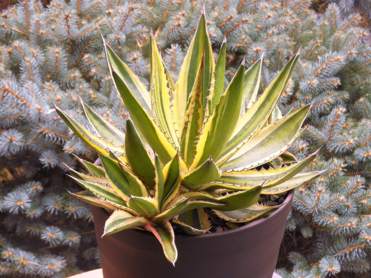 専用 コギサボテン F-404 .405 アガベ ハデス 5株+阿修羅5株 専用 コギサボテン F-404 .405 アガベ ハデス 5株+阿修羅5株
