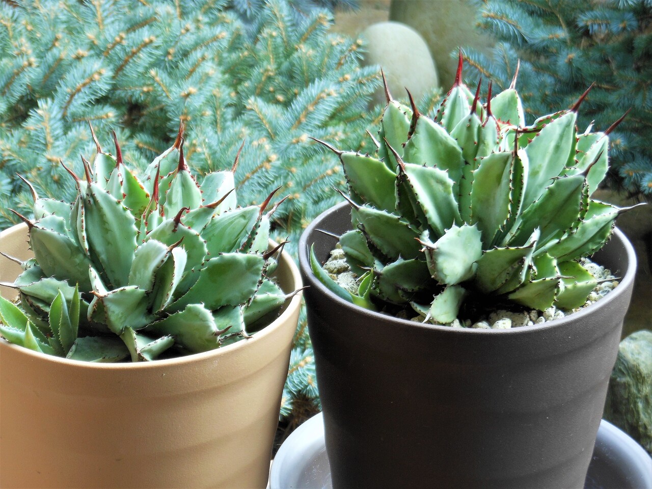「アガベ キュービック 25cm」ポタトラム モンストローサ 観葉植物 多肉植物 アガベ』【ポタトラム キュービック モンストローサ】1-2