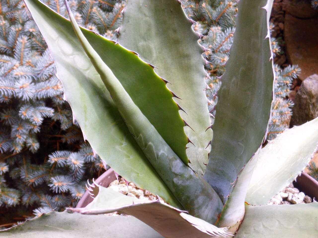 アガベ ミラビリス ドワーフ アガベ ミラビリス ドワーフ 2025年最新】アガベ ミラビリスの人気