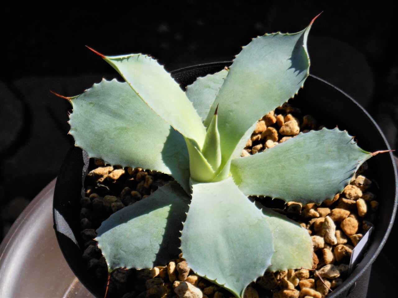 Confederate Rose×titanota 子株 コンフェデレートローズ Confederate