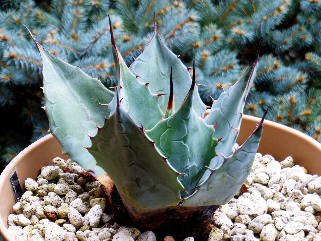 アガベ』【パラサナ】 : 【BOTANICAL MAJESTY】