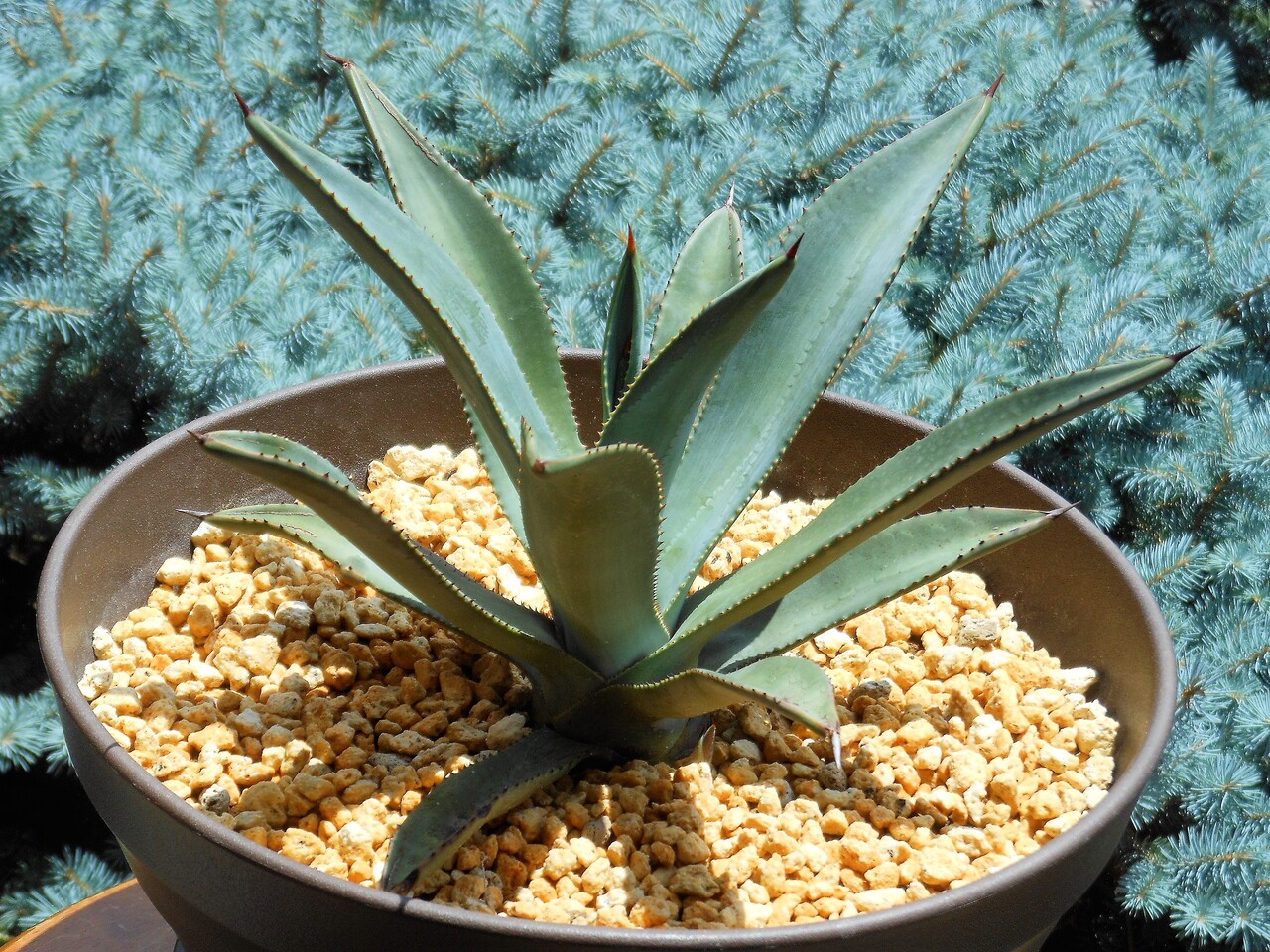 アガベ』【マーフェイ】(マーフィー) : 【BOTANICAL MAJESTY】