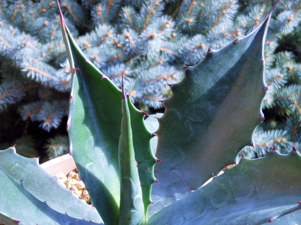 超特大サイズ サルミアナフェロックス グリーンゴブレット 特大株