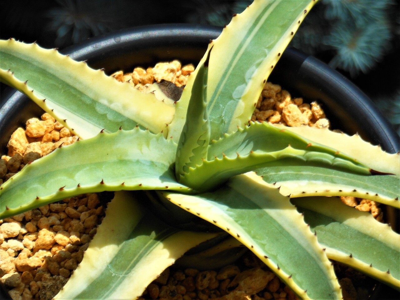 アガベ』【コルネリウス】 : 【BOTANICAL MAJESTY】