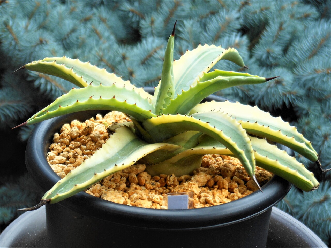 アガベ・アメリカーナ 'コーネリウス'｜Agave americana