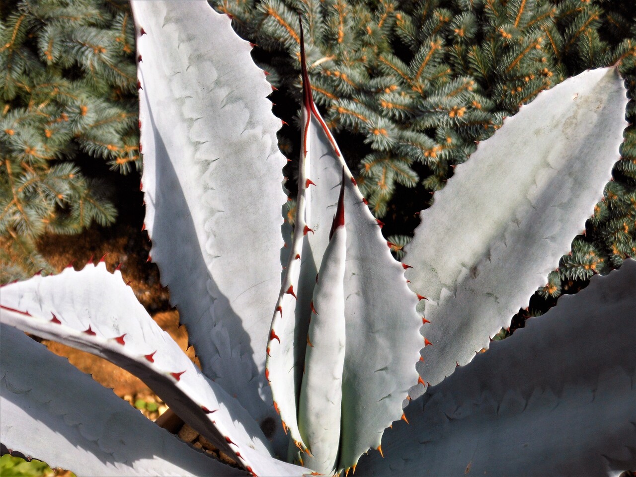 【梅干し】フランゾシニー 梅干し】フランゾシニー アガベ』【フランゾシニー