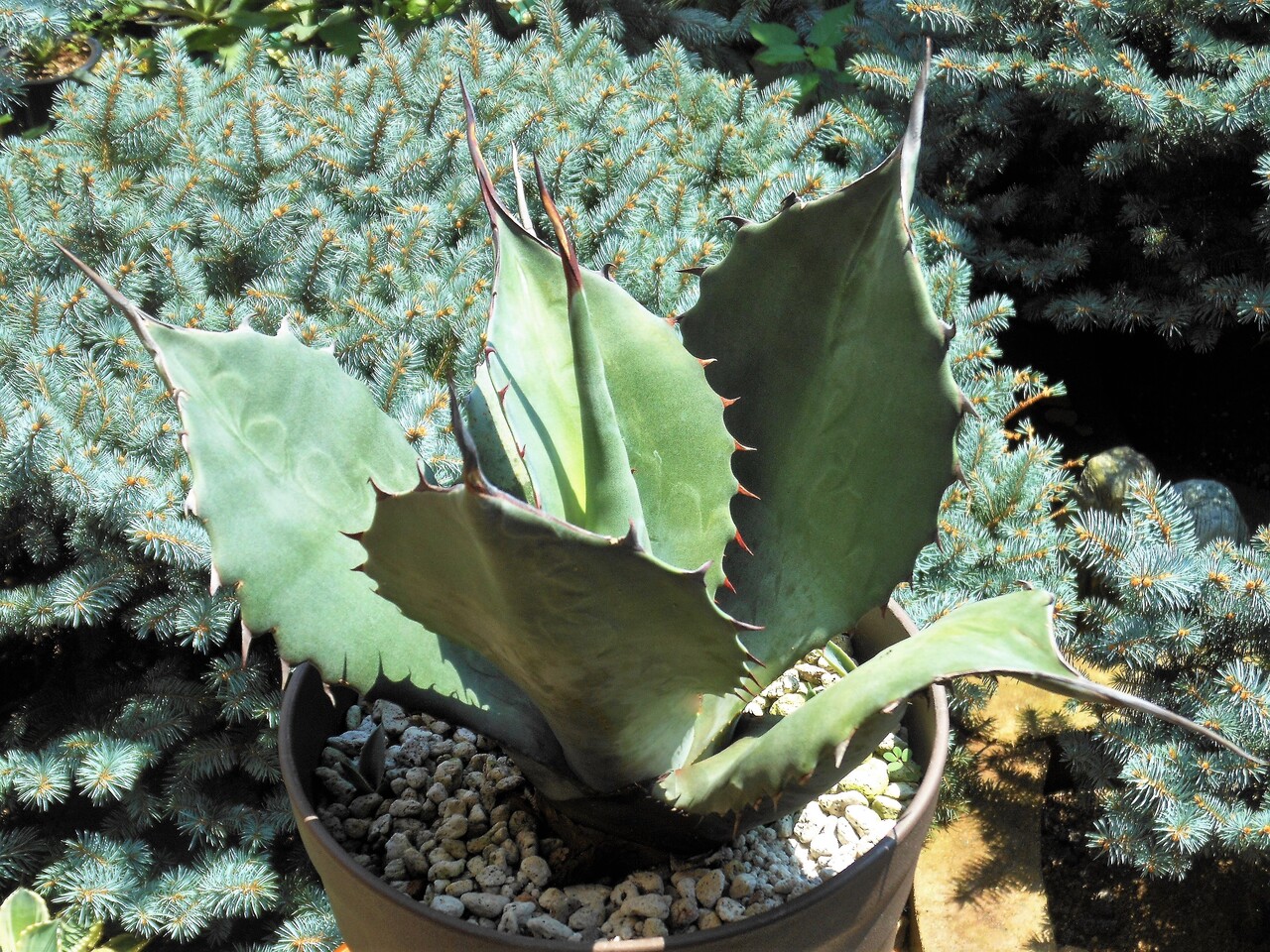 ②アガベ ミスターリップル