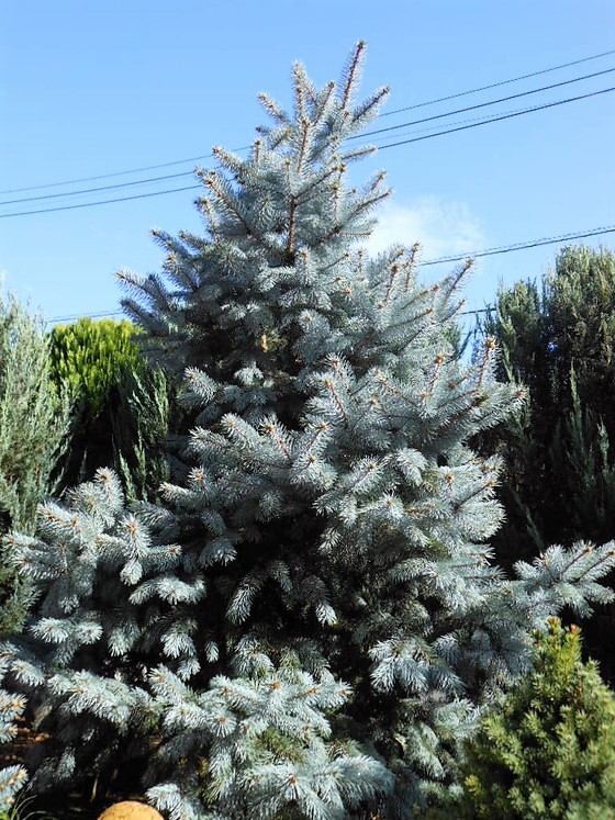 プンゲンストウヒ』【ホプシー】 : 【BOTANICAL MAJESTY】