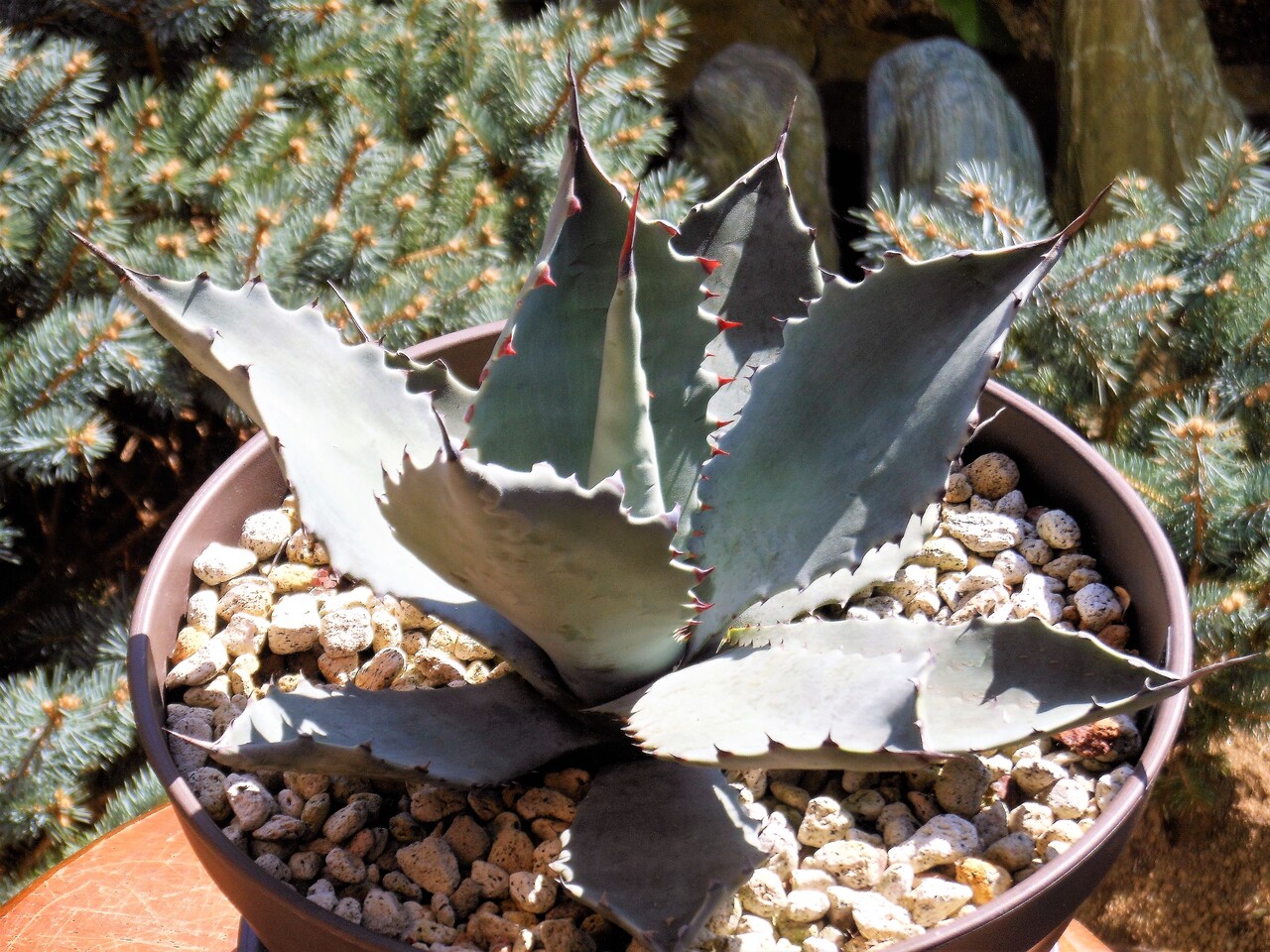 アガベ』【テマカプリネンシス】 : 【BOTANICAL MAJESTY】