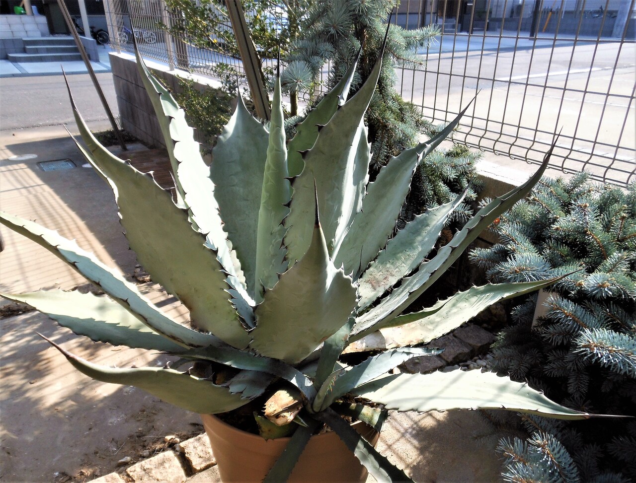 アガベ』【コロラータ hybrid レオ】 : 【BOTANICAL MAJESTY】