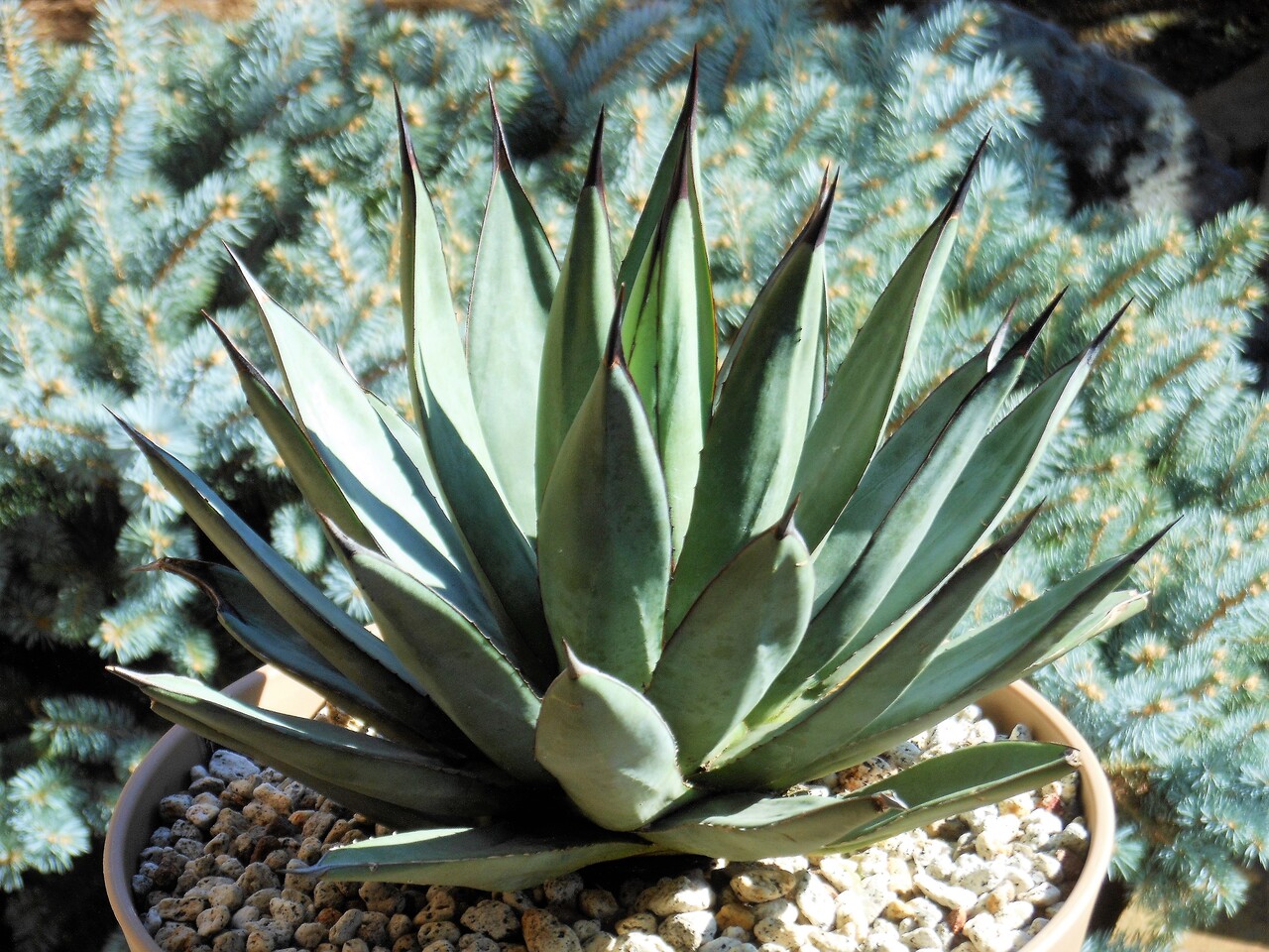 アガベ』【ブルーエンペラー】 : 【BOTANICAL MAJESTY】
