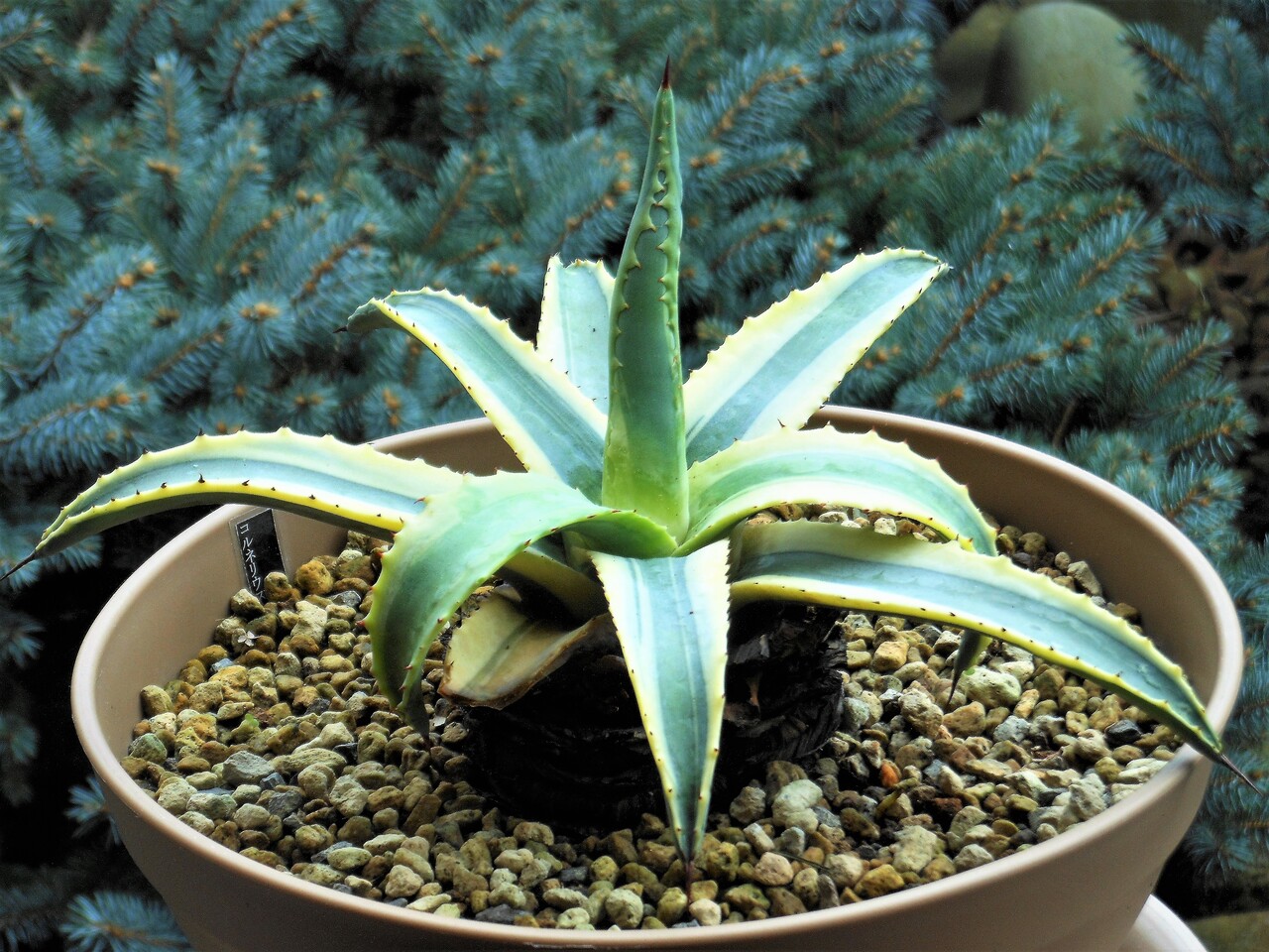 アガベ　美株　アメリカーナ　コーネリウス アガベ アメリカーナ ' コーネリアス ' Agave americana