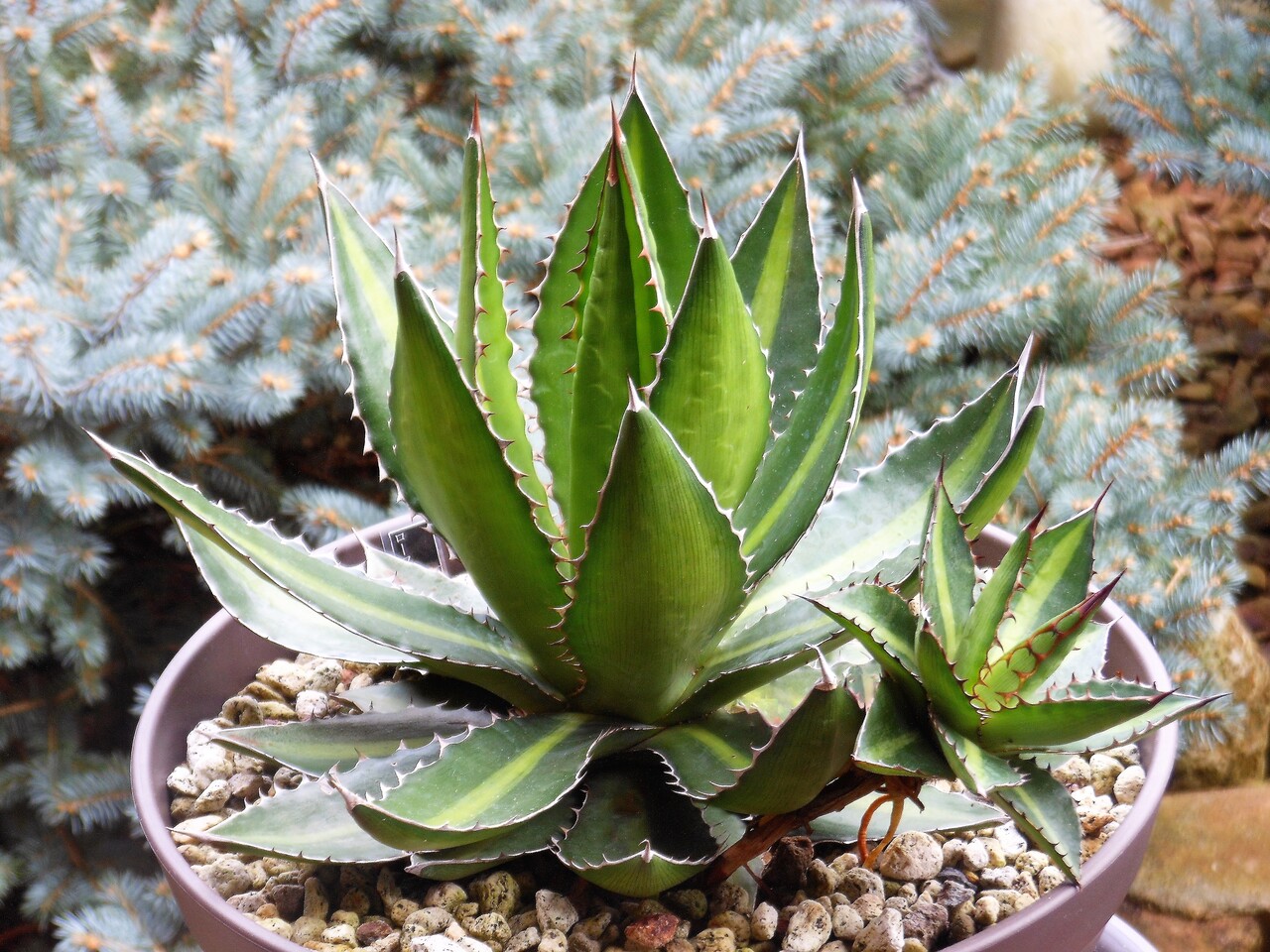 2個付き リップルエフェクト 子株 耐寒性 ドライガーデン まだ暑い