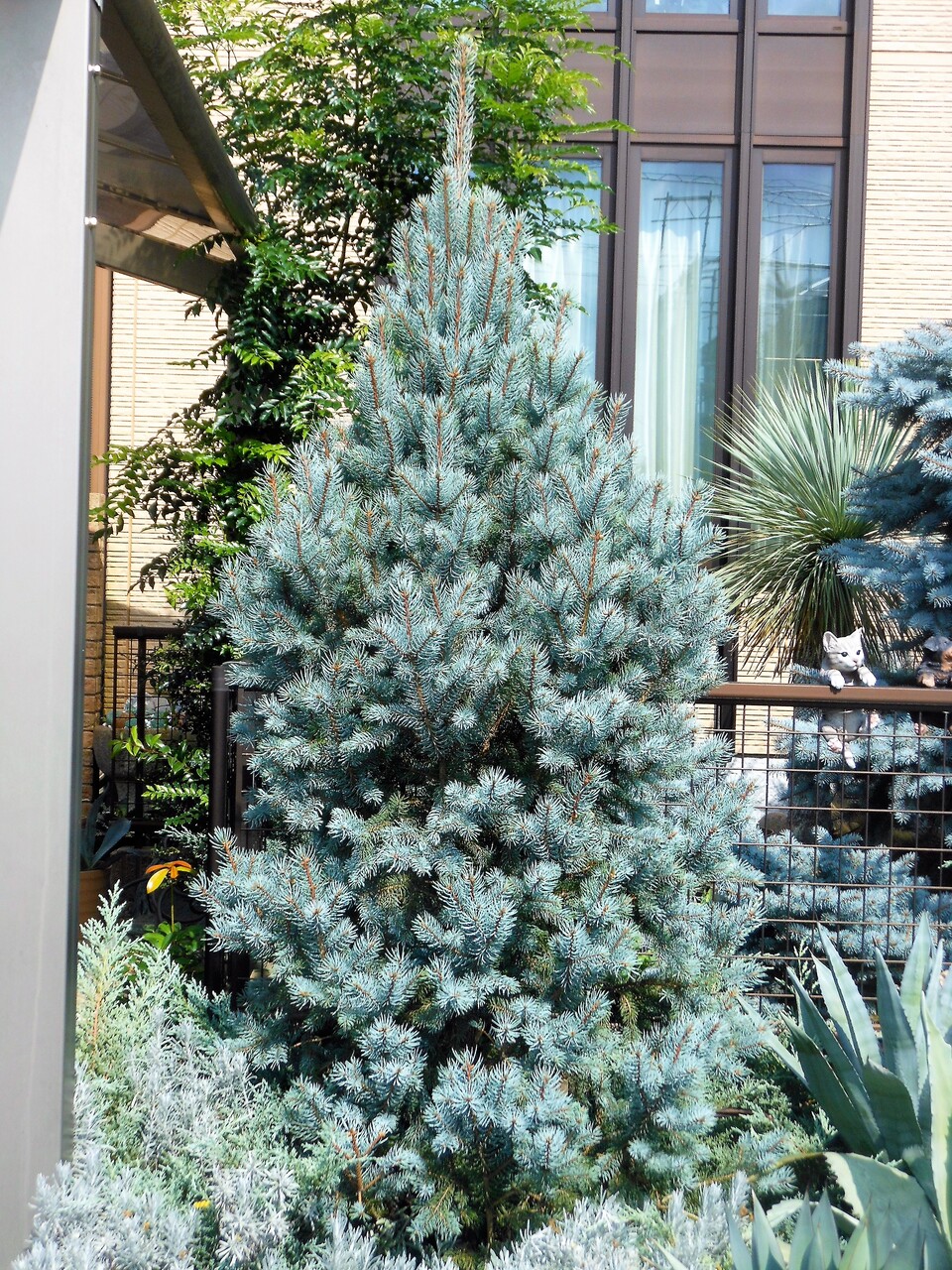 プンゲンストウヒ』【アイゼリー・ファスティギアータ】 : 【BOTANICAL