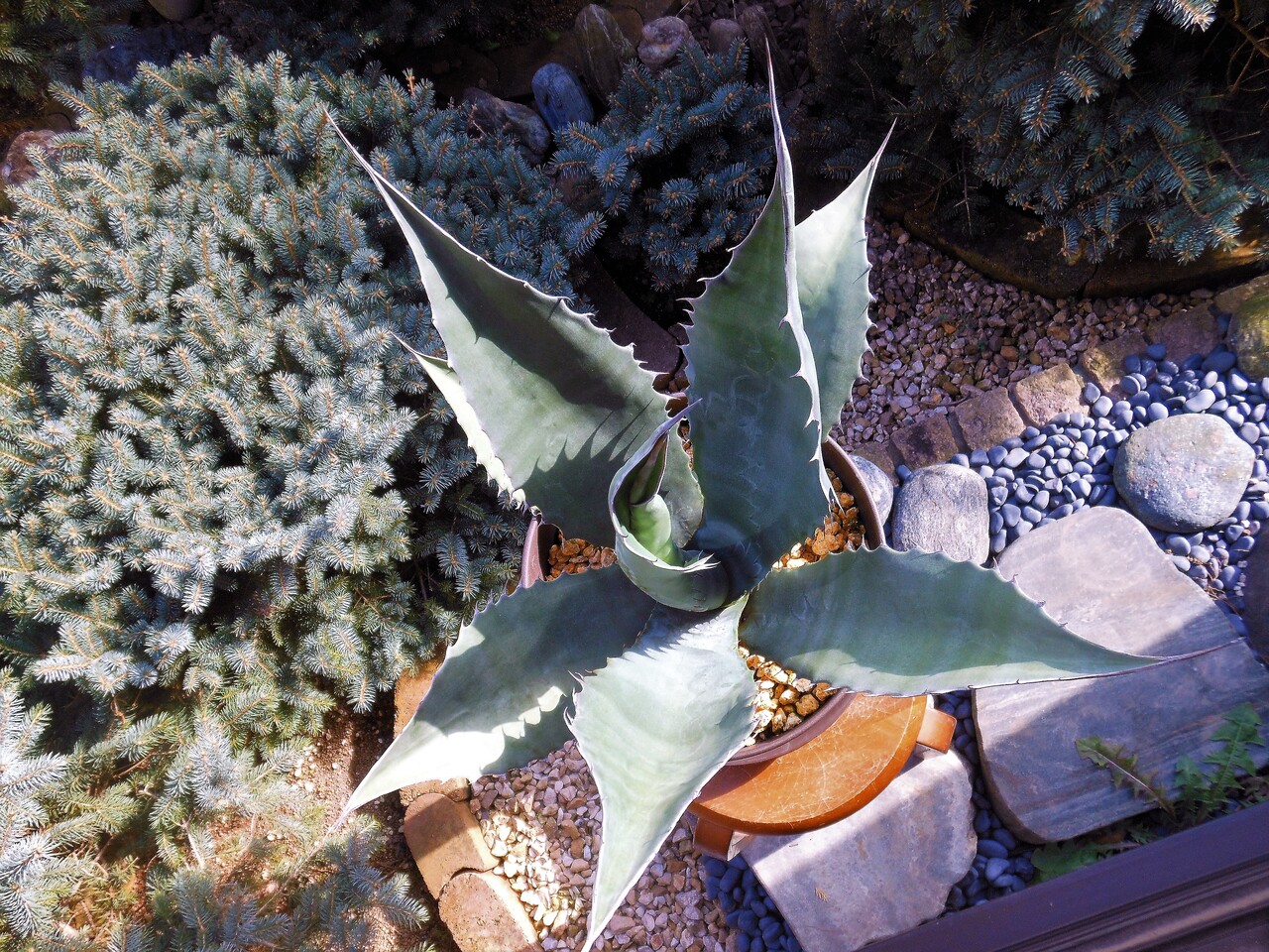 アガベ』【アトロビレンス ミラビリス】 : 【BOTANICAL MAJESTY】