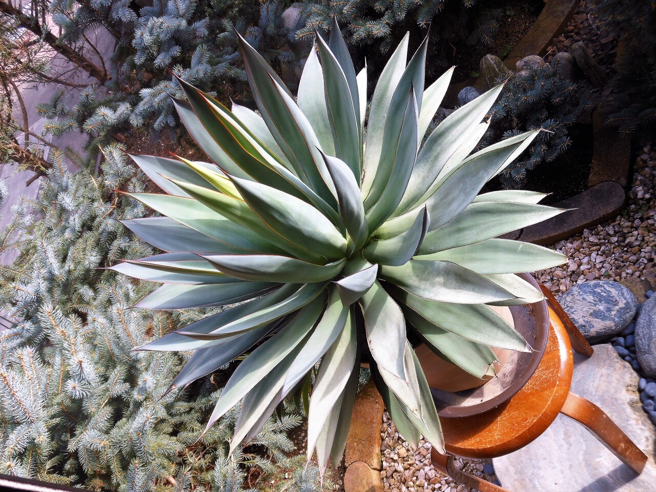 アガベ ブルーフレーム トリカラー 極上選抜 一点物 激レア アテナータ