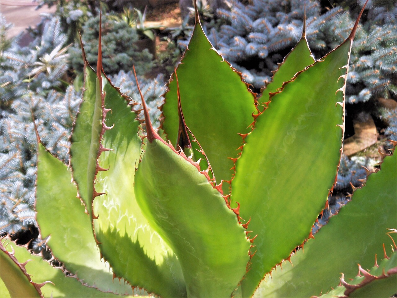 #07 [丸葉] Agave bovicornuta アガベ ボビコルヌータ （ チタノタ ホリダ ブラック & ブルー 好きにもオススメ