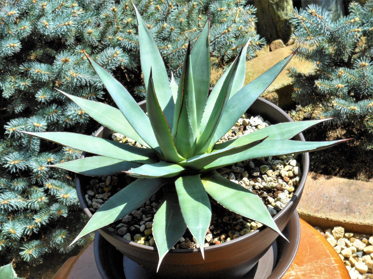 アガベ』【バーント バーガンディ】 : 【BOTANICAL MAJESTY】