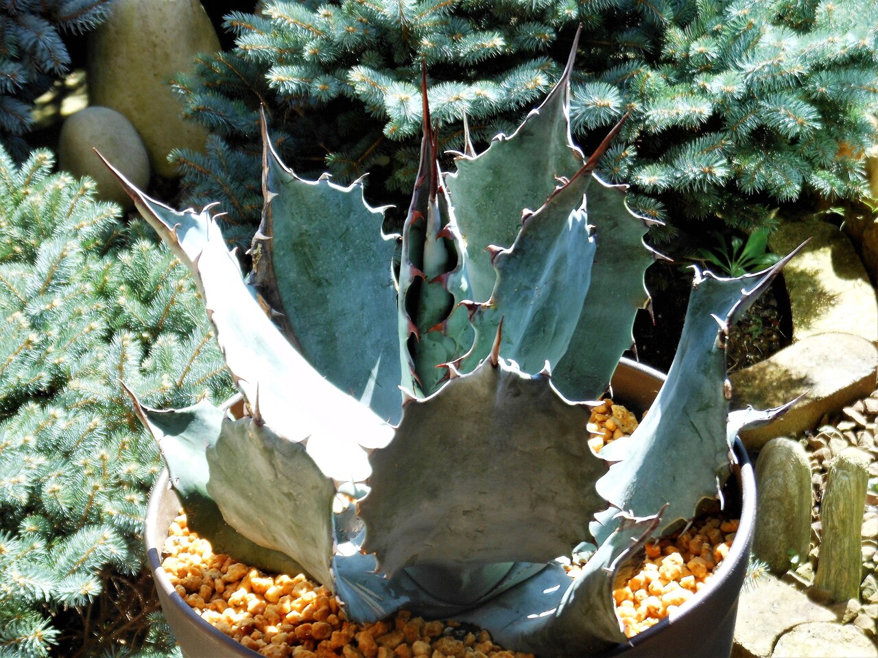 アガベ　コロラータ　シュプリーム アガベ』【コロラータ シュプリーム】 : 【BOTANICAL MAJESTY】