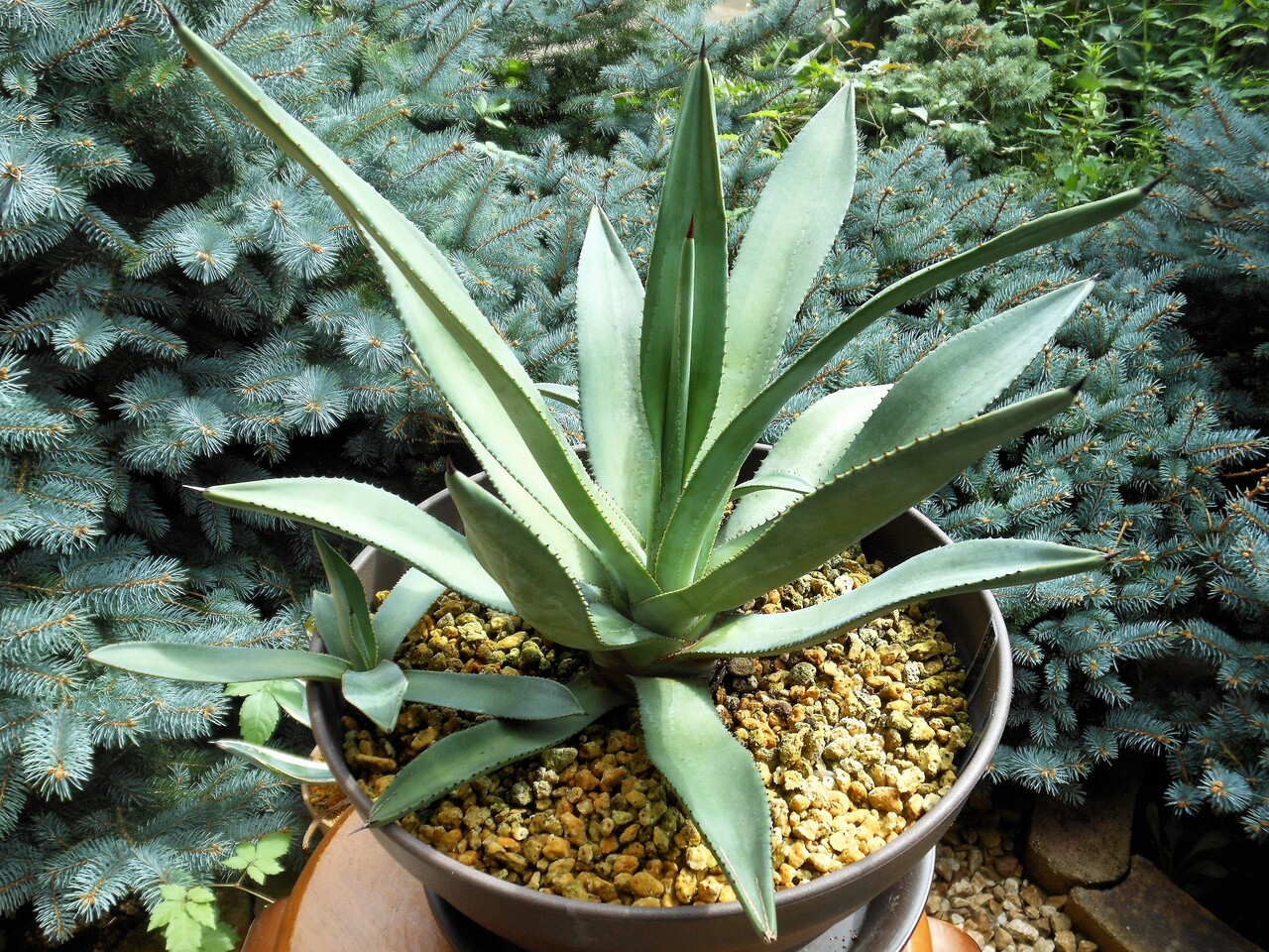 アガベ』【マーフェイ】(マーフィー) : 【BOTANICAL MAJESTY】