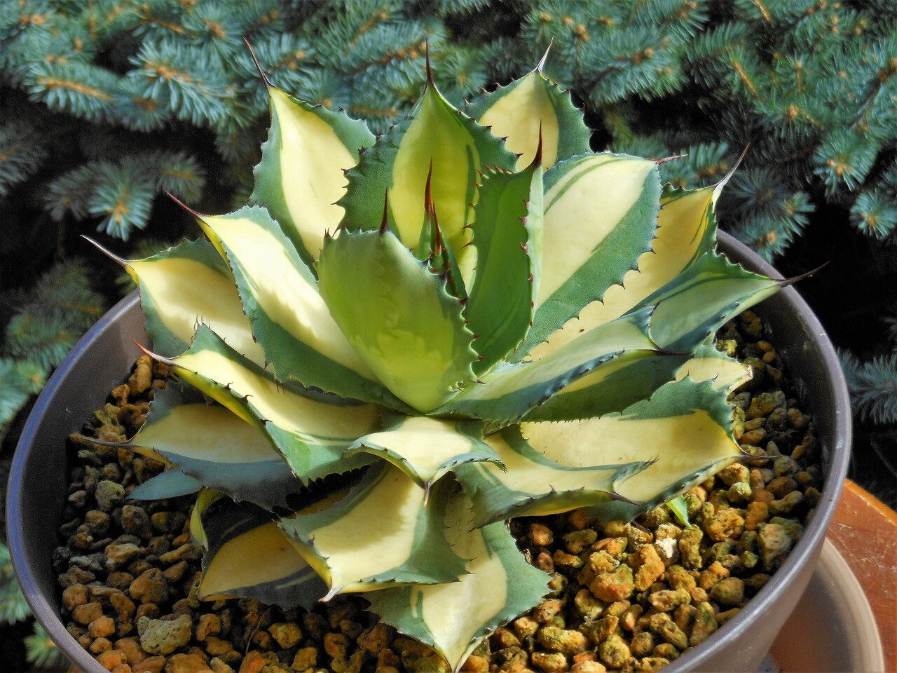 アガベ ポタトルム グローライト 中斑 US （スポーン ゼブラ