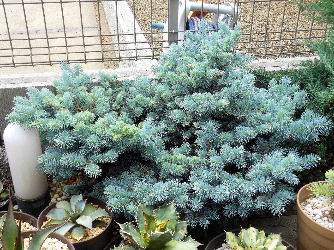 コロラドトウヒ　グロボーサ コロラドトウヒ グロボーサ