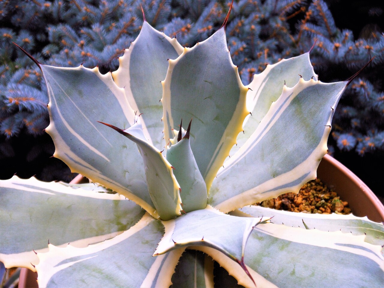 アガベ』【ポタトラム アイスクリーム】 : 【BOTANICAL MAJESTY】