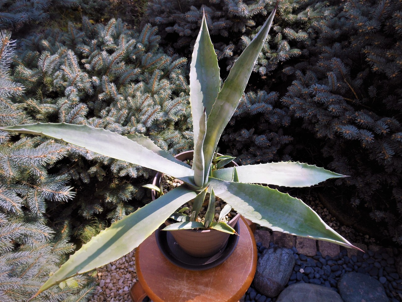 アガベ』【アメリカーナ ssp.プロトアメリカーナ】 : 【BOTANICAL