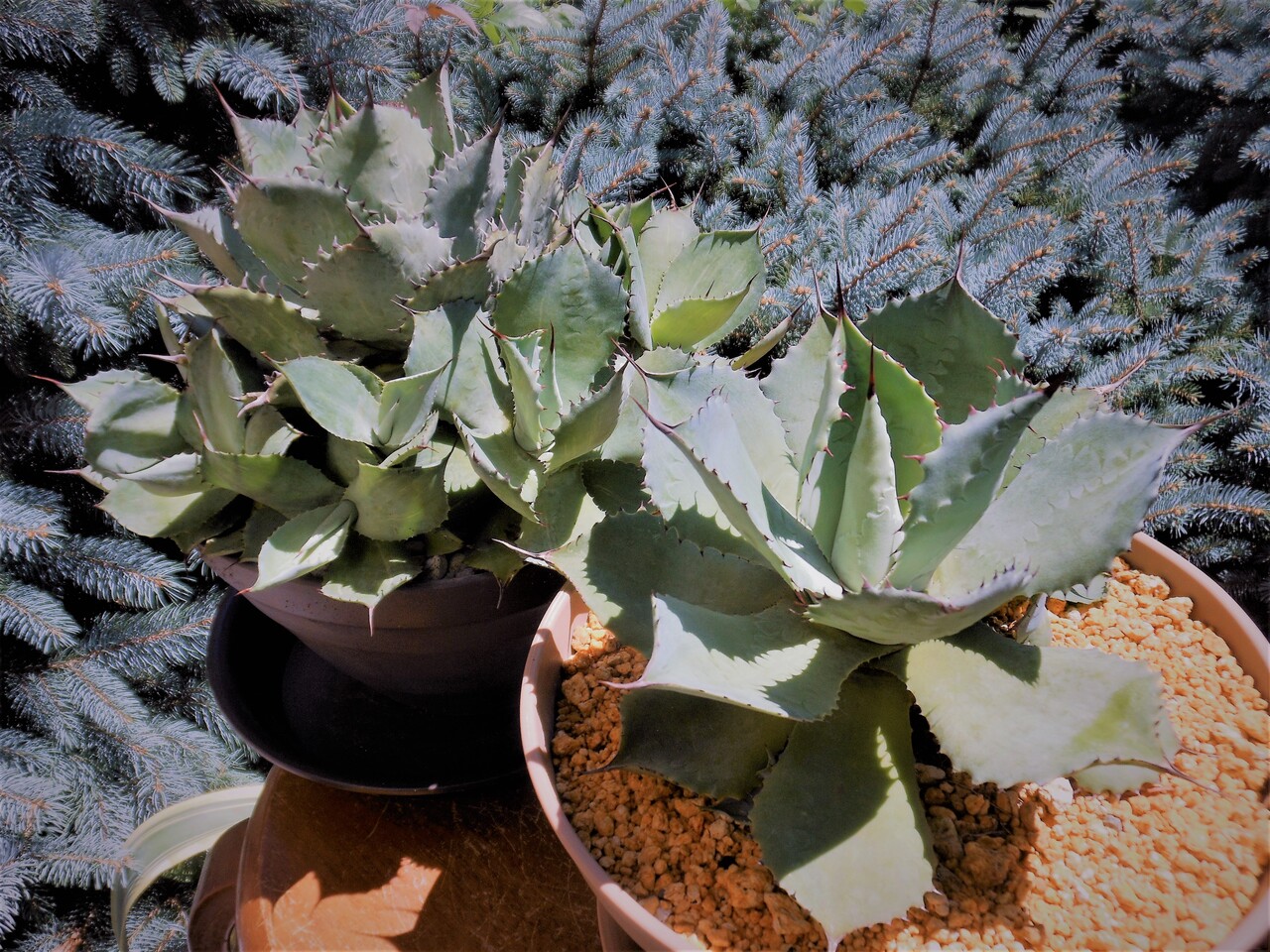 アガベ』【コンフェデレート ローズ】 : 【BOTANICAL MAJESTY】