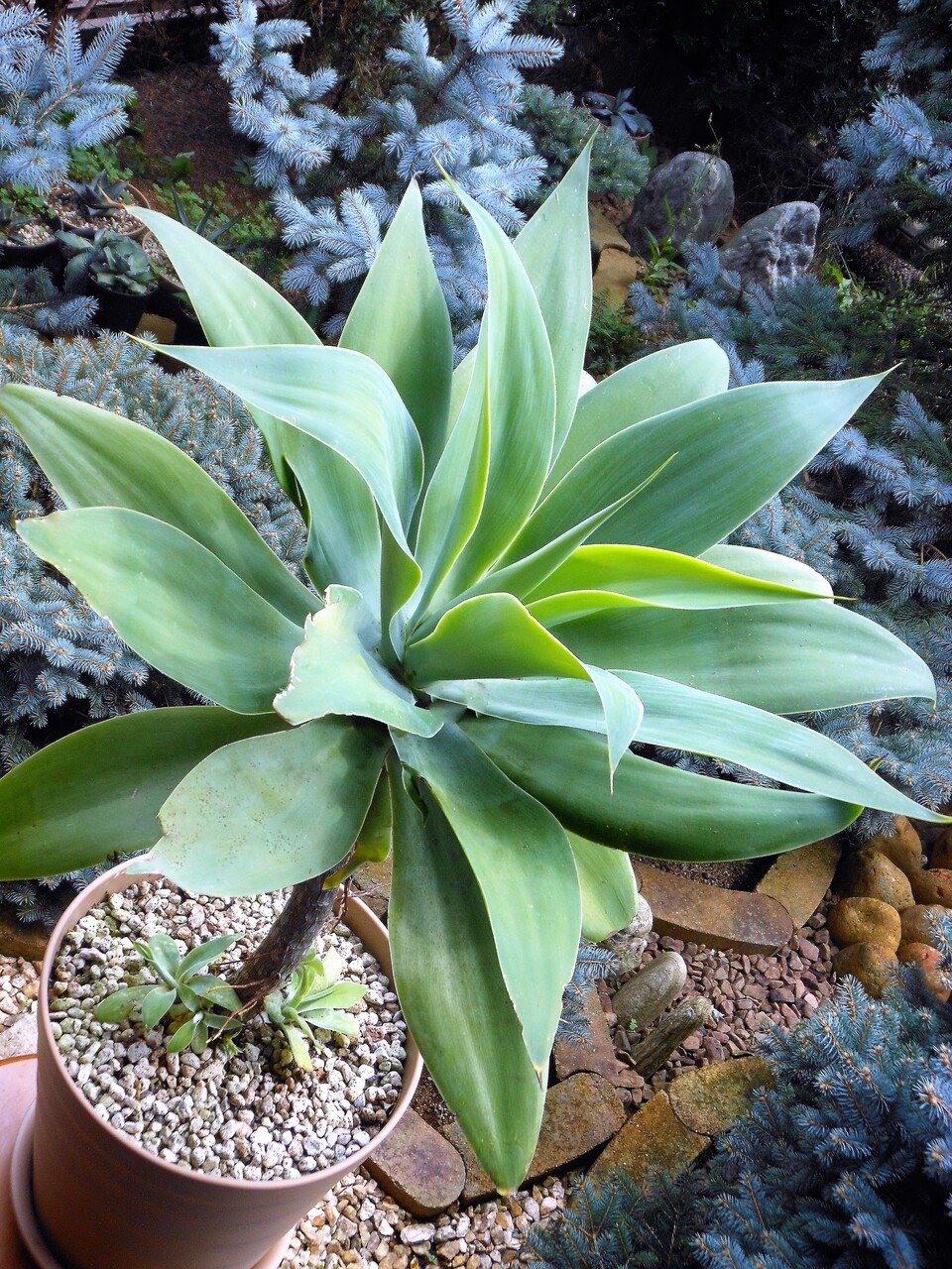 アガベ』【ブルーグロー】 : 【BOTANICAL MAJESTY】