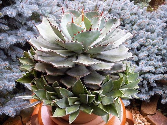 アガベ』【ポタトラム 吉祥冠】 : 【BOTANICAL MAJESTY】