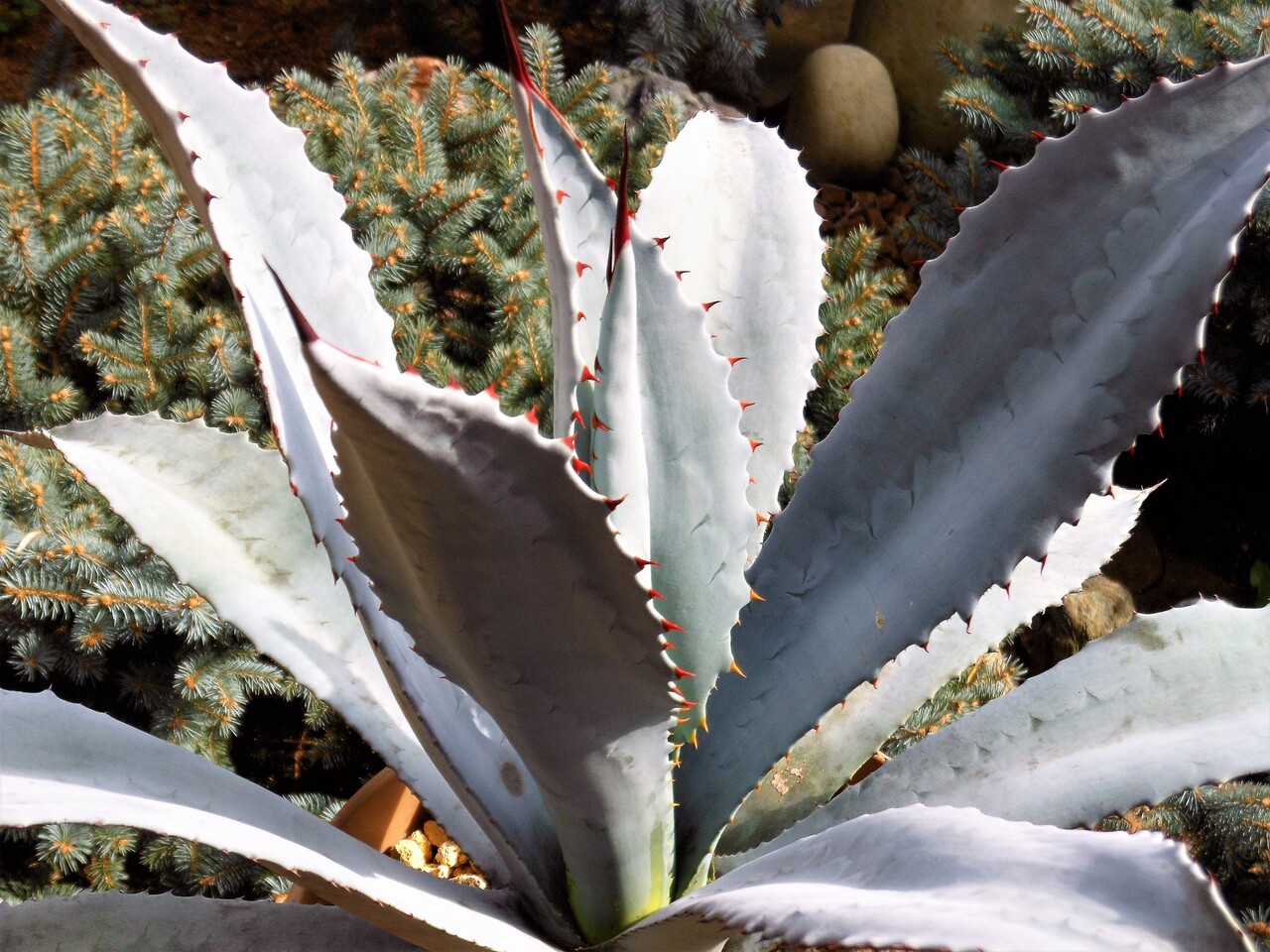 アガベ　フランゾシニー　65センチ❗ アガベ フランゾシニー 65センチ❗