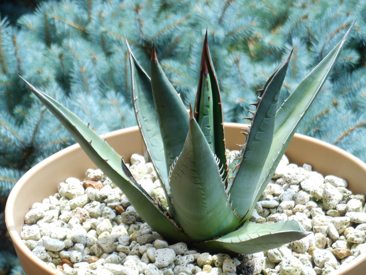 アガベ』【チャザロイ】 : 【BOTANICAL MAJESTY】