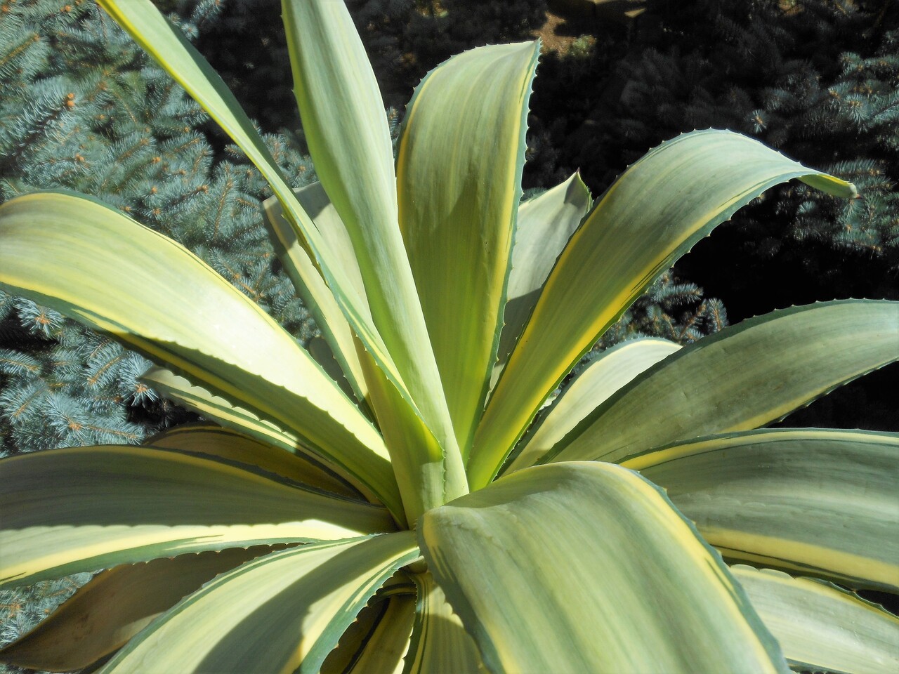 N*Y様 アガベ　ボーチン　アメリカーナ　デスメティアーナ　アテナータ アガベ・デスメティアーナ ｜Agave desmetiana | DESERT INC.