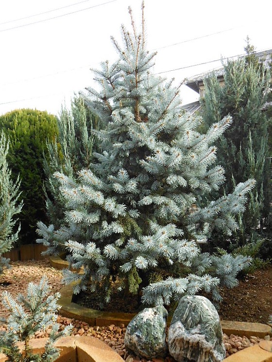 極上 125cm プンゲンストウヒ　ホプシー　ガーデニング プンゲンストウヒ』【ホプシー】 : 【BOTANICAL MAJESTY】